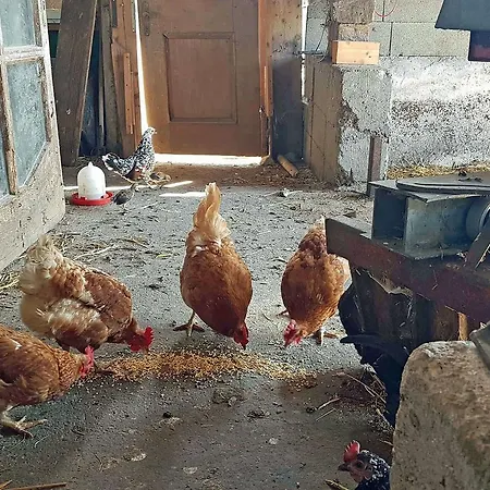 公寓 Almliesl Zell-448 *